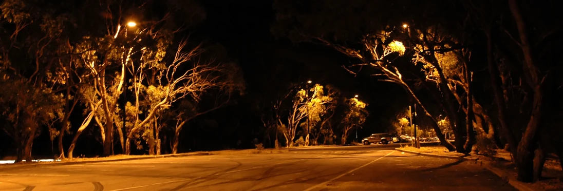 a street scene of some trees with one light on