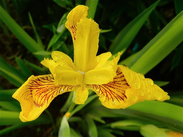 a large yellow and red flower in the middle of green grass