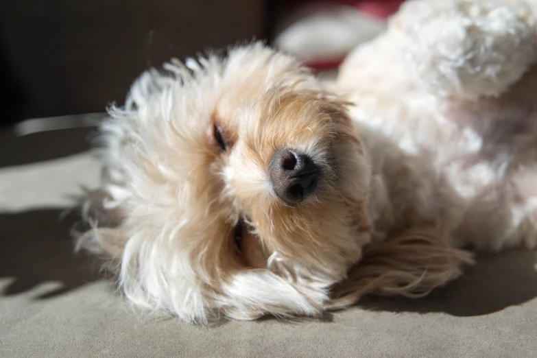 a closeup of a small dog with it's head propped up and eyes closed