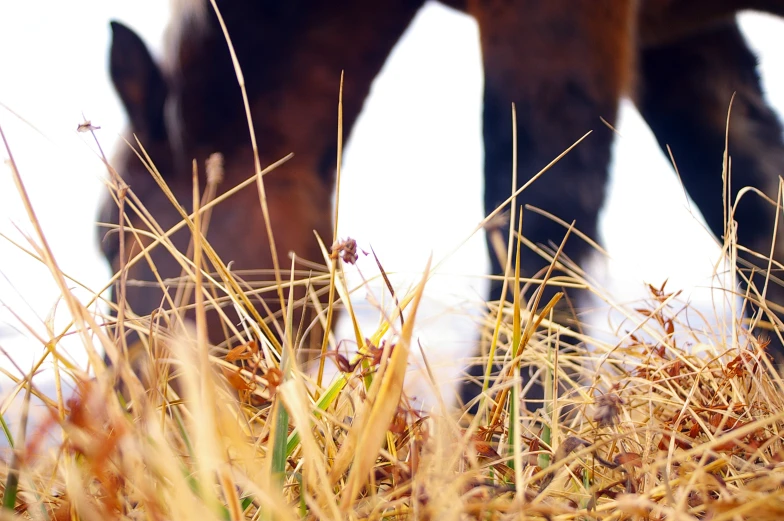 horse grazing on grass and mulch next to other horses