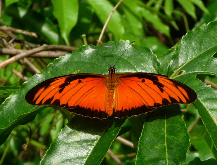 an orange and black erfly perched on top of a leaf