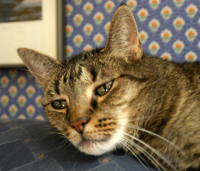 a cat looking to its right laying on a couch