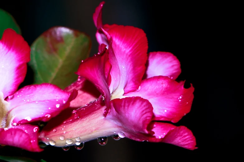 the center of a flower is covered in water droplets