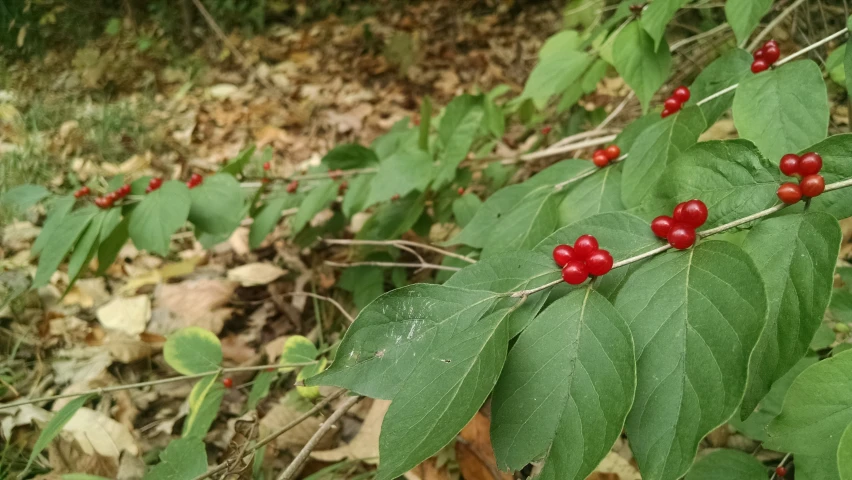 berries on a green tree nch in a forest