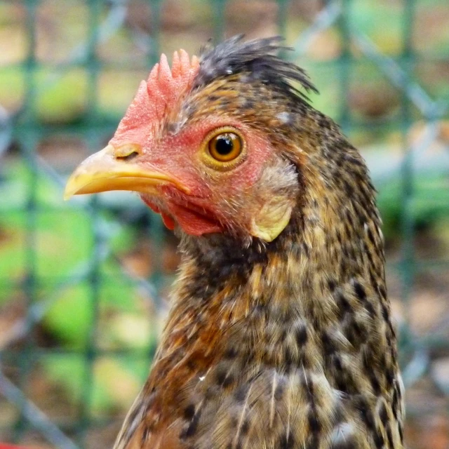 a close up s of a chicken behind a wire fence