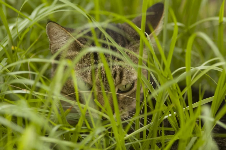 a cat hiding in some tall grass next to some weeds