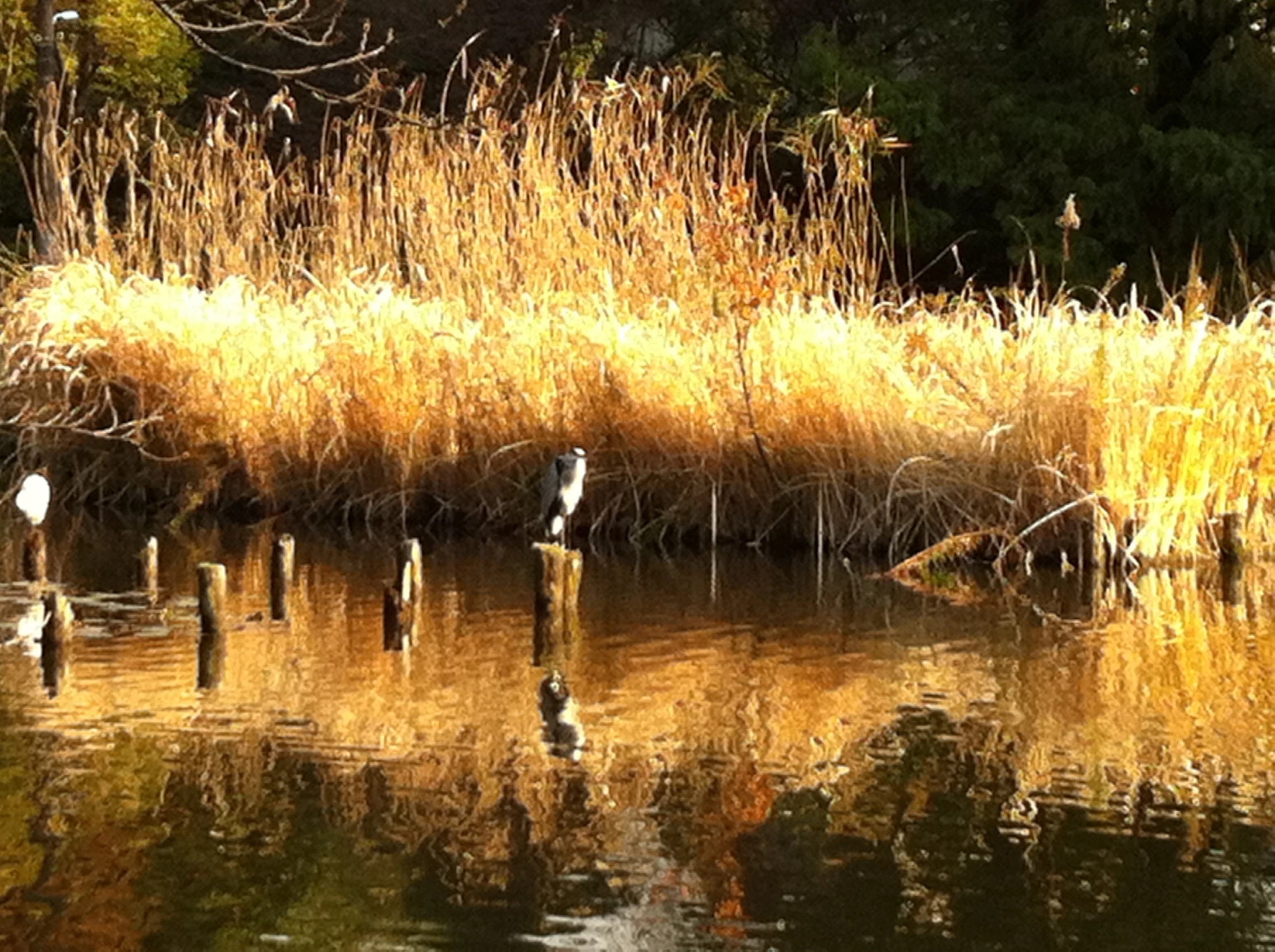 a pond that has ducks in it and grass