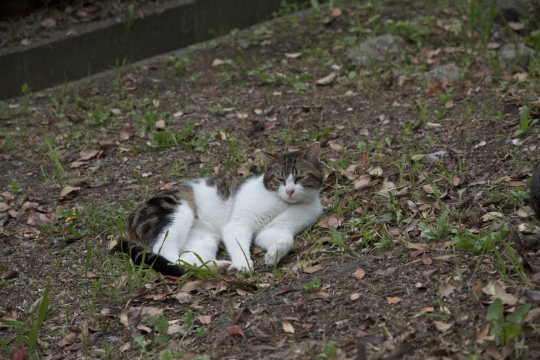 a cat that is laying down in the grass