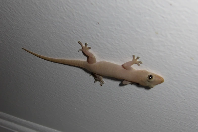 a small white gecko crawling on the ceiling
