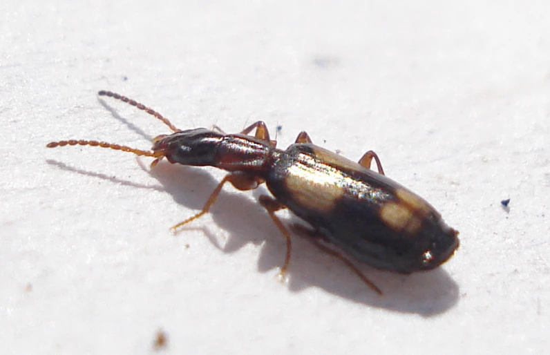 this is an image of a bug in the snow