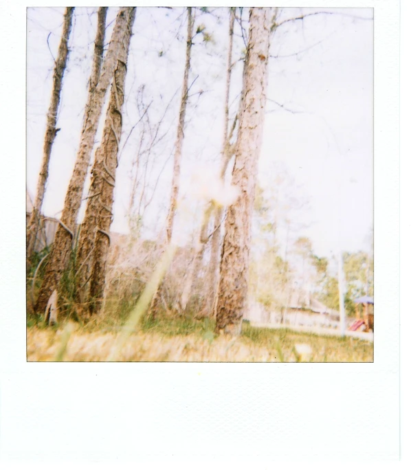 there is a polaroid pograph of some trees in the woods