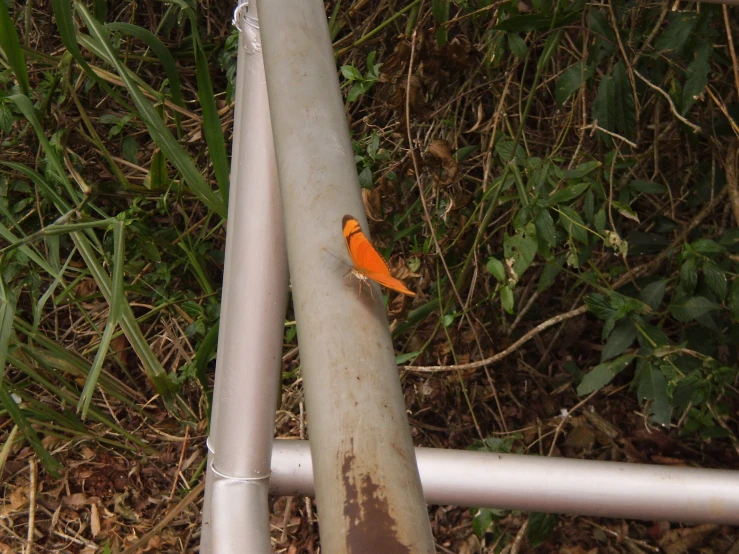 an orange bird sitting on a metal pole