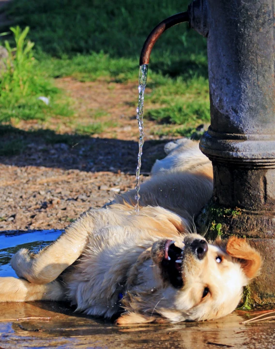 the dog is playing in the water while having a drink