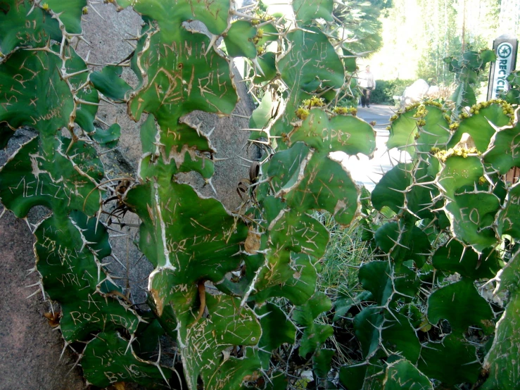 a green plant that is standing up in the dirt