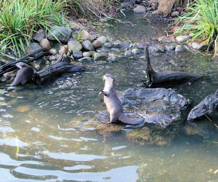 the bird sits on the side of the water in the shallow area