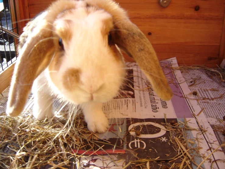 a rabbit is sitting in some hay near the newspaper