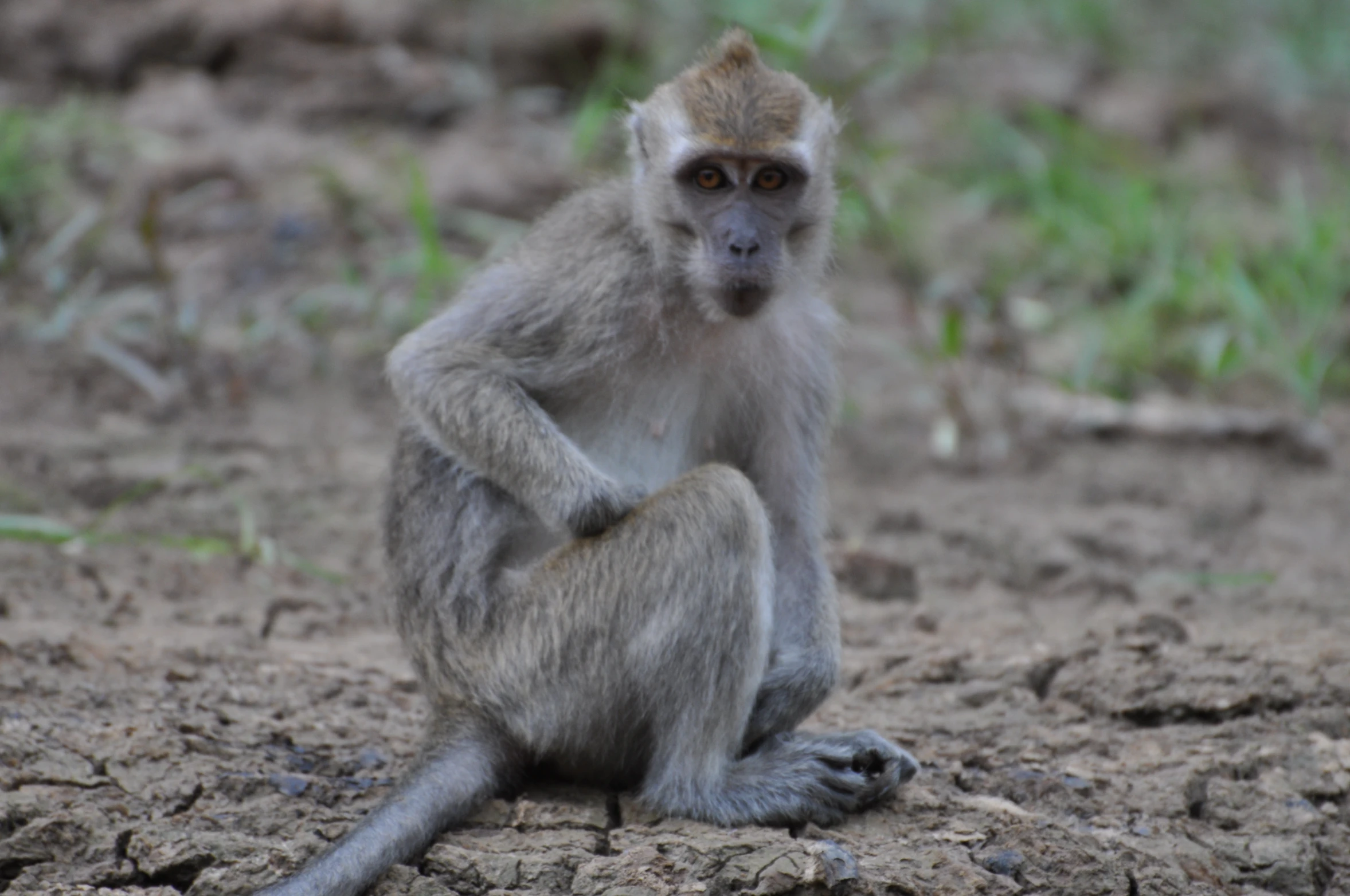 a close up of a small monkey sitting on the ground