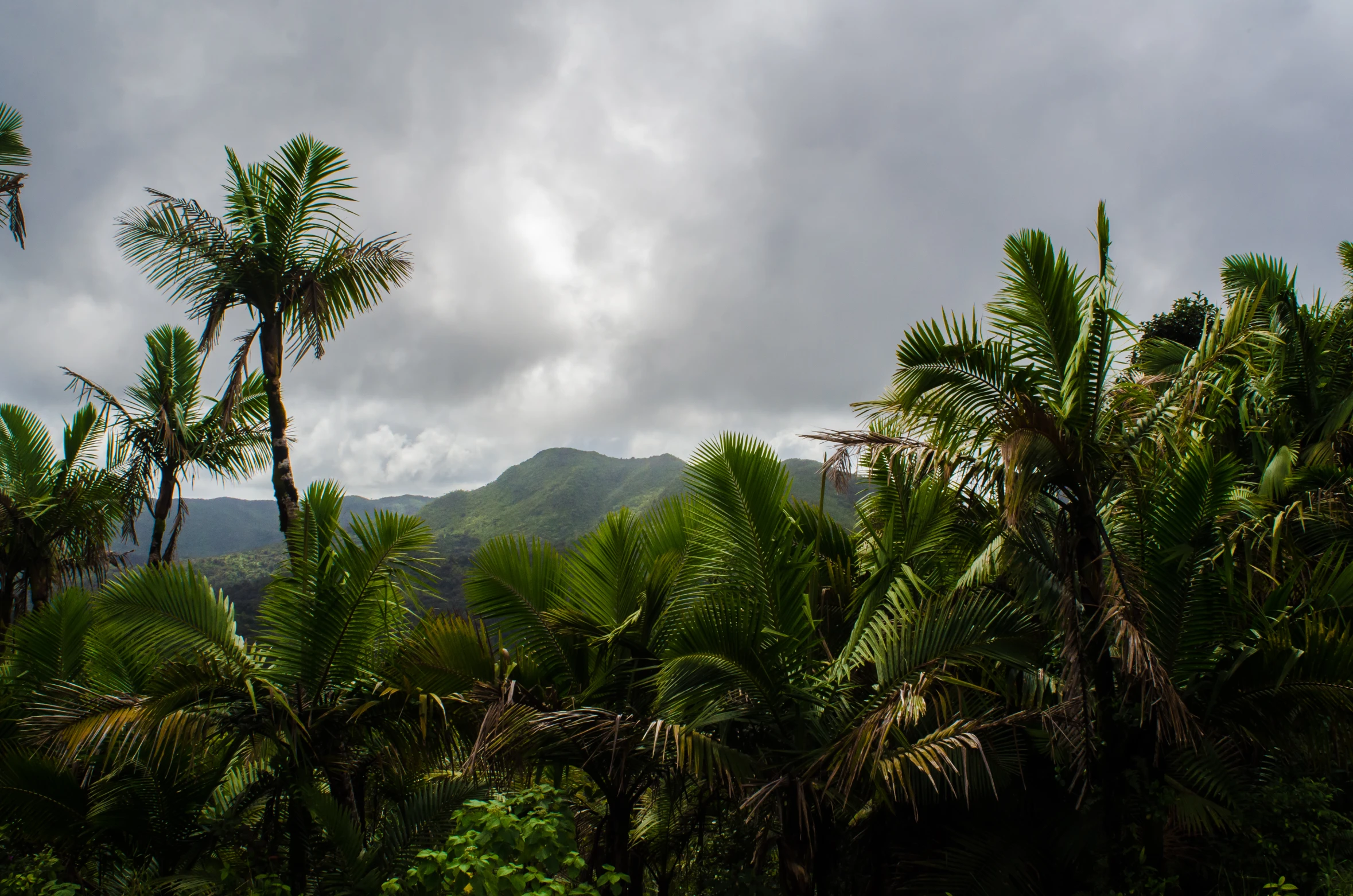 a green forest under grey clouds with mountains in the background