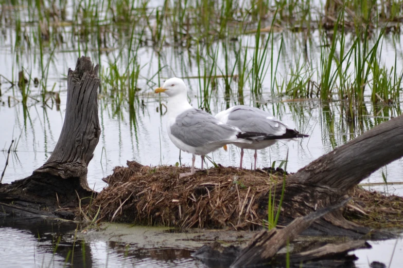 two white and gray seagulls in water among grass and a tree stump
