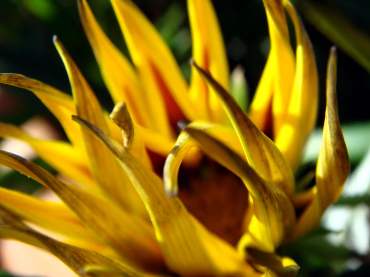 there are many yellow flowers and leaves in the plant