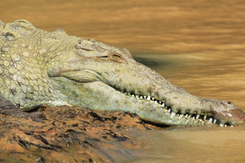 an alligator has a large head while swimming in water