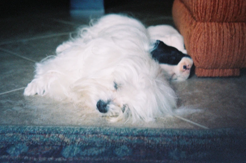 white fluffy dog laying down next to the carpet