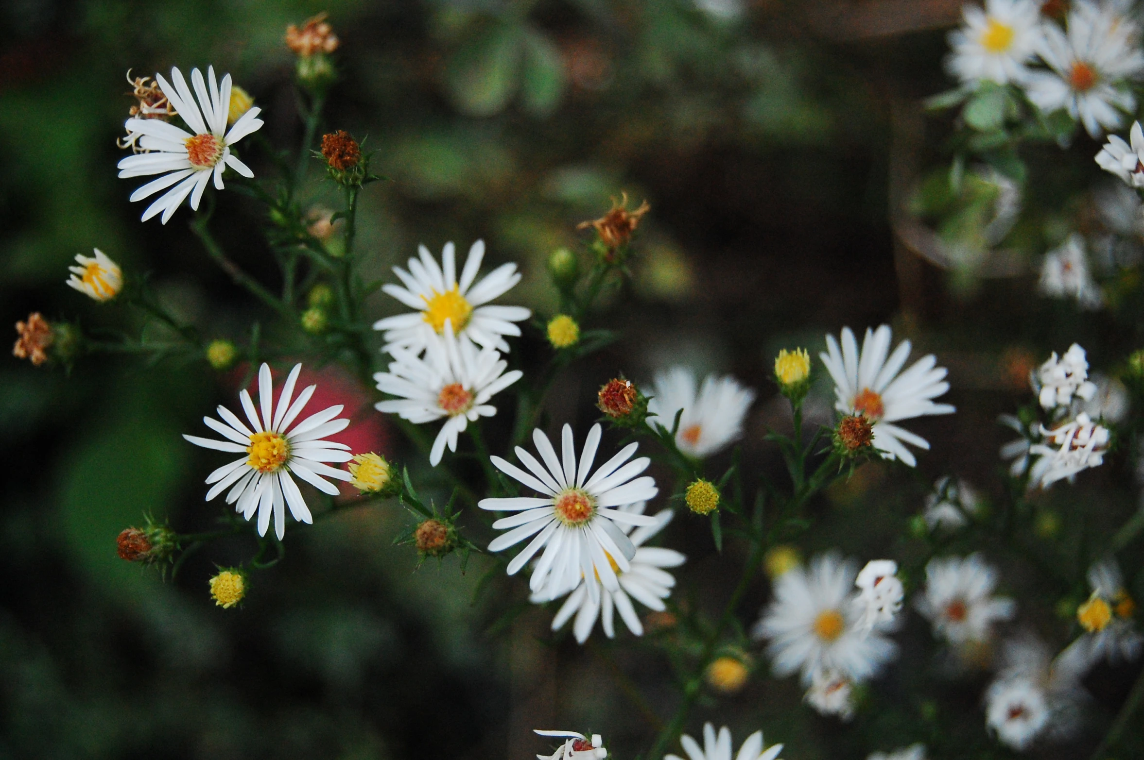 some white flowers are blooming in the grass