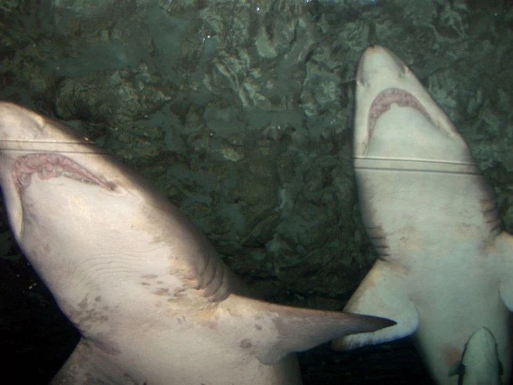 two hammer sharks one is looking at the other