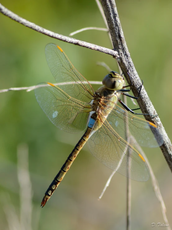 large and small, yellow - bordered dragonfly resting on a thin twig