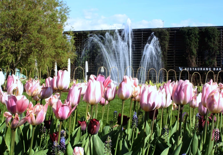 many different colored flowers are in the grass