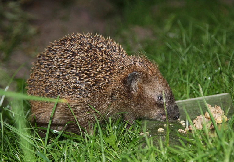 an animal eating some food off of the ground