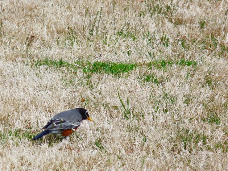 a bird sitting in tall grass in the middle of nowhere