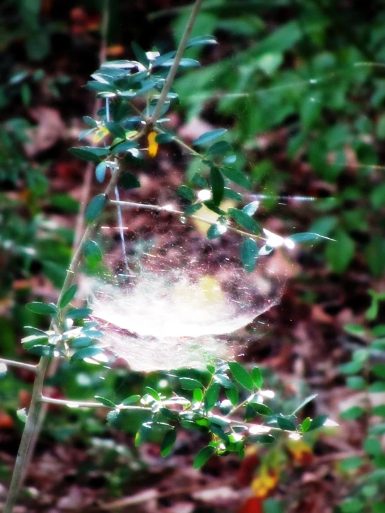 an image of a spiderwerf on the grass