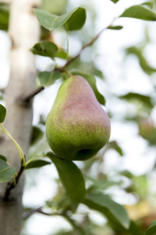 pear still on the nch of an open tree