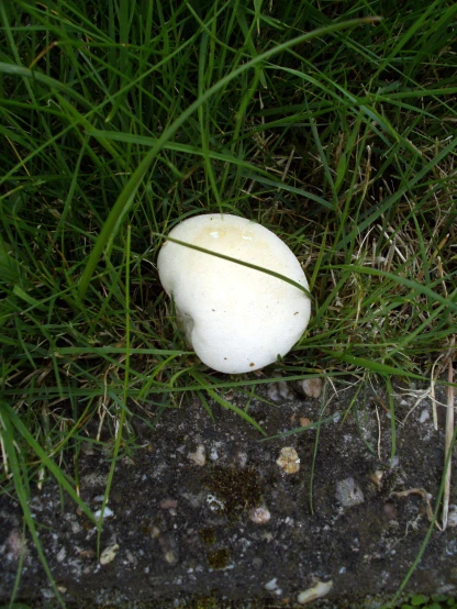 a round white object laying in the grass