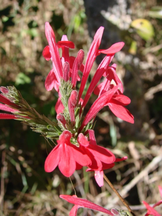 close up of flowers with grass and dirt in the background