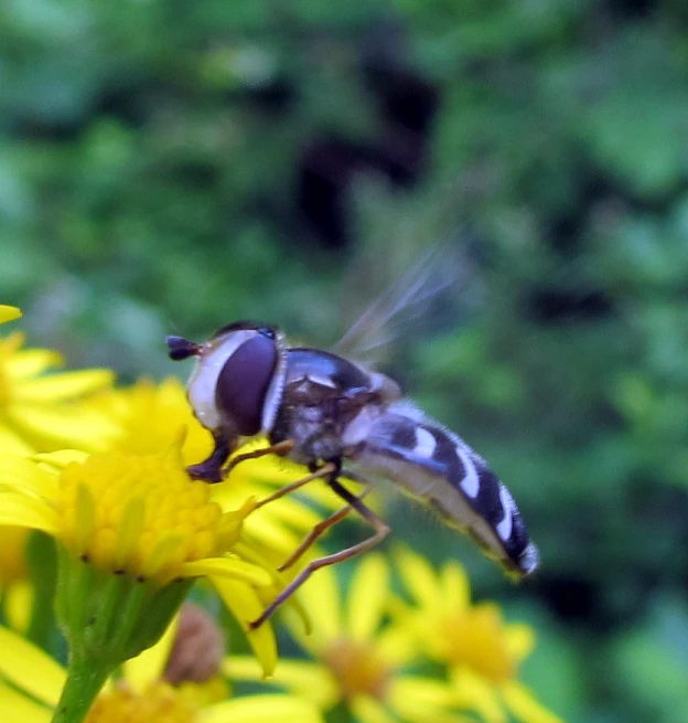 a fly is on some yellow flowers in the park