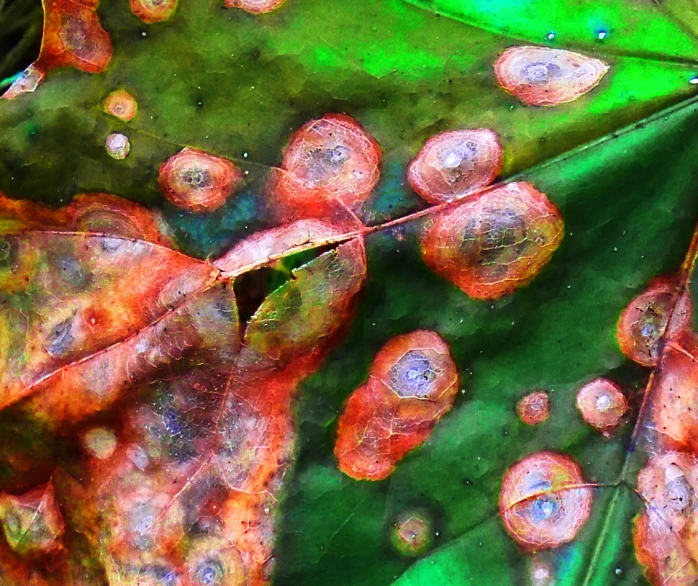 the underside of a leaf with drops of water on it