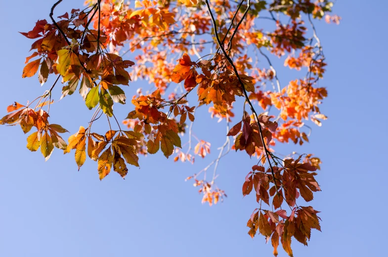 the leaves and twigs of an autumn tree are in full foliage