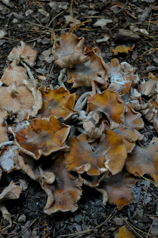 brown mushrooms that are growing on the ground