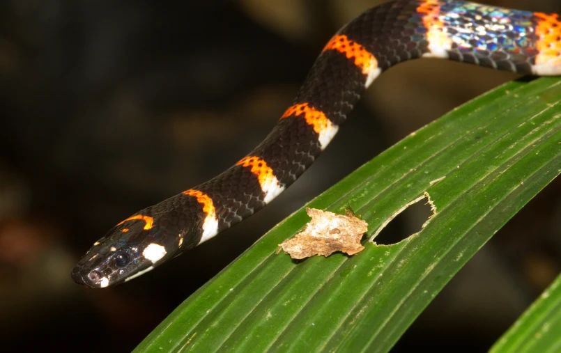 a snake crawling on a leaf next to a leaf