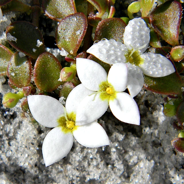 two white flowers blooming in some sand