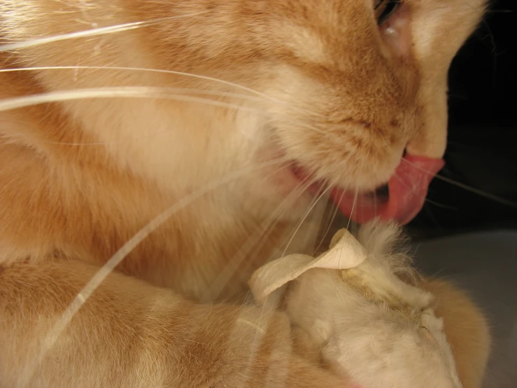 cat with his tongue hanging out to get into the mouth