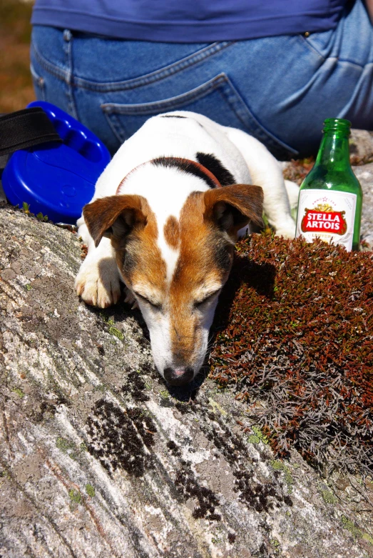 a dog laying down on top of a pile of wood