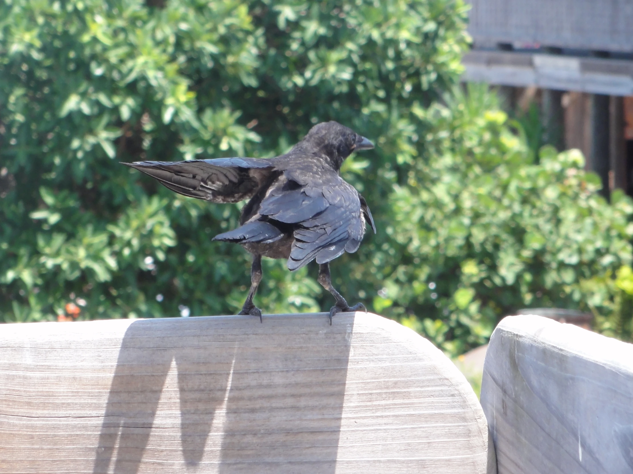 a black crow sits on top of a wood ledge