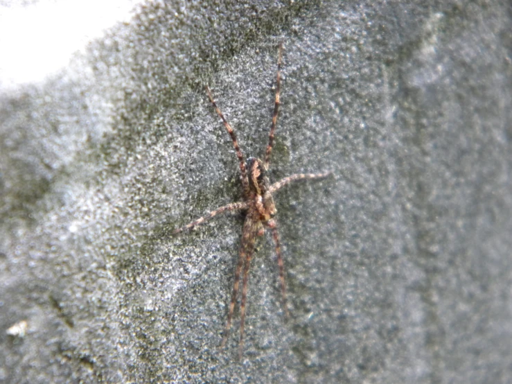 a large spider sitting on the side of a wall