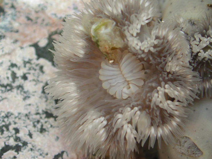 a white sea urchin is in the water