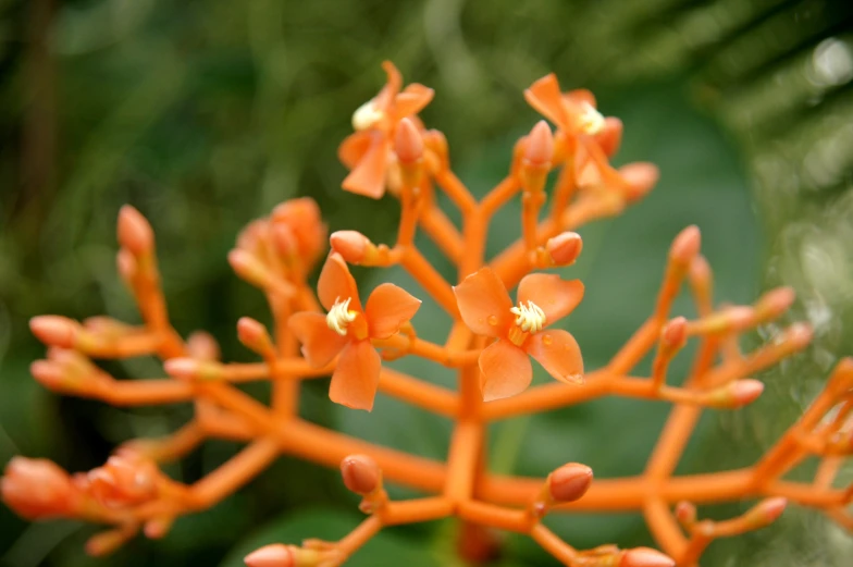 some orange flowers are growing outside on the ground