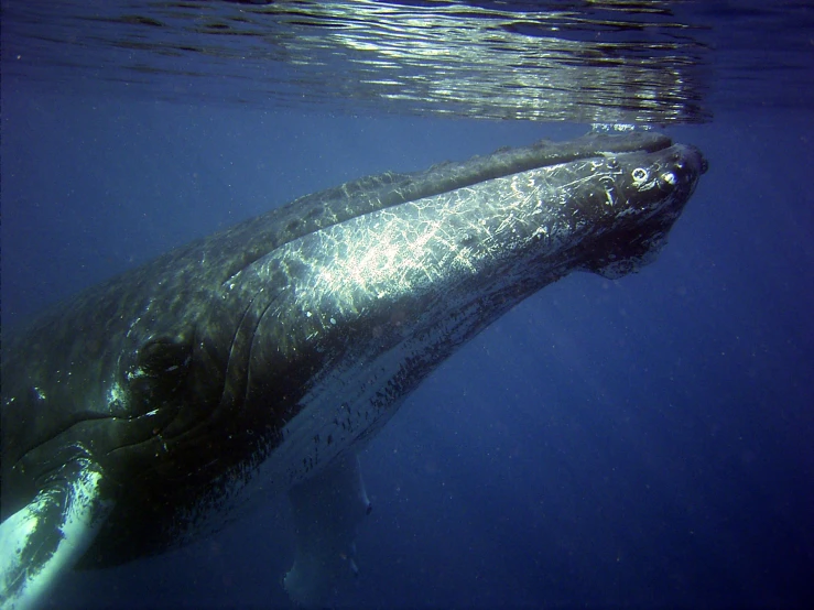 a huge, grey whale floating under water with it's head out