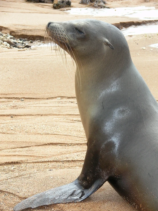 a seal on the beach is biting its teeth